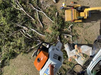 tree removal, tree lopping, stump grinder, tree loppers, tree lopping gympie. tree removal gympie, stump grinding, tree stump removal, tree services, tree removal cost, tree felling, tree pruning, palm tree removal